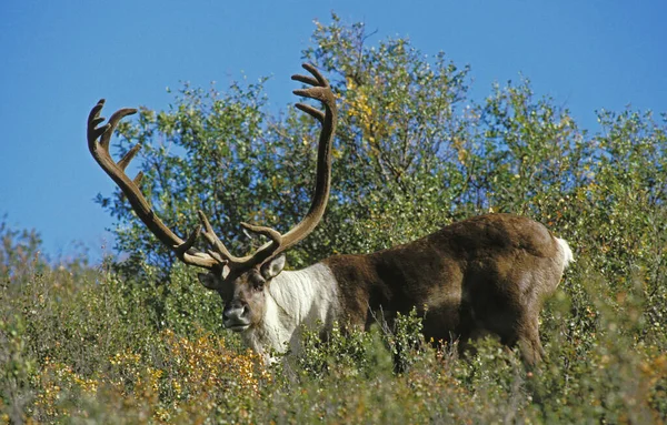 Caribou Des Toundras Rangifer Tarandus Arcticus Mâle Avec Des Bois — Photo