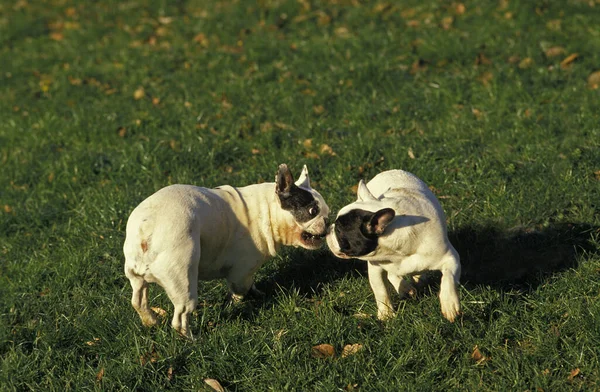 French Bulldog Adults Playing Grass — 스톡 사진