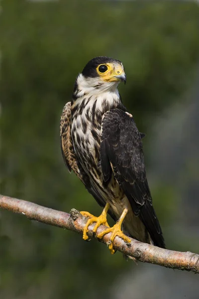 Hobby Eurasiatico Falco Subbuteo Adulti Piedi Branch Normandia — Foto Stock