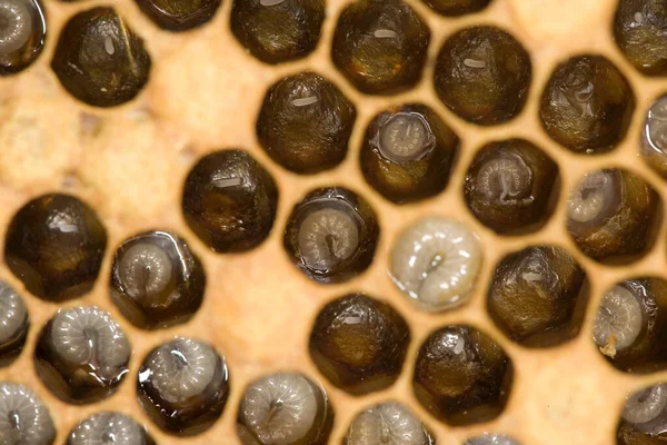 Honey Bee Apis Mellifera North — стоковое фото