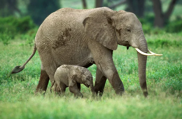 Słoń Afrykański Loxodonta Africana Matka Cielęciem Masai Mara Park Kenii — Zdjęcie stockowe