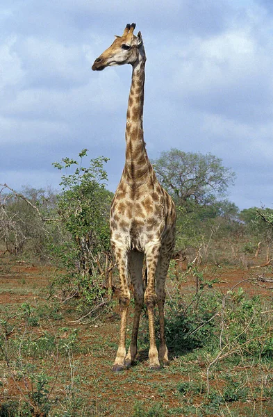 Masai Giraffe Žirafa Camelopardalis Tippelskirchi Park Masai Mara Keni — Stock fotografie