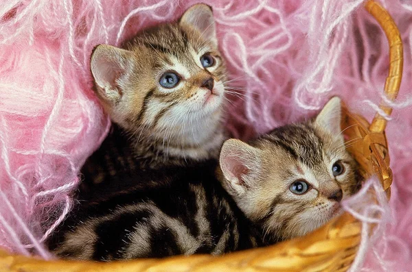Brown Tabby Domestic Cat Kittens Standing Basket Full Wool — Stock Photo, Image