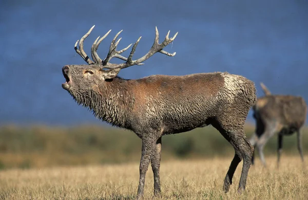Red Deer Cervus Elaphus Stag Roaring Rutting Season — Stock Photo, Image