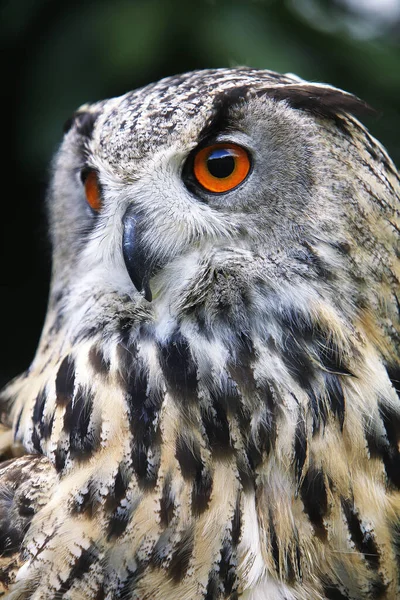 Europeisk Örnuggla Asio Otus Porträtt Vuxen — Stockfoto