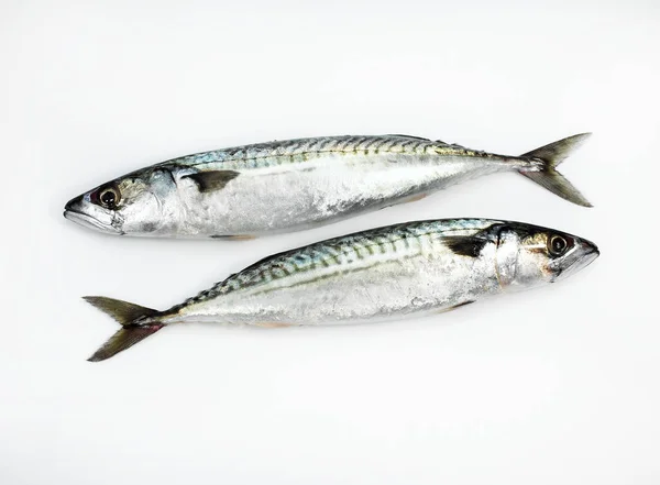 Mackerel Scomber Scombrus Fresh Fishes White Background — Stock Photo, Image