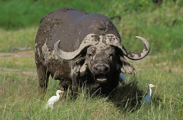 Afrikanischer Büffel Syncerus Caffer Mit Kuhreiher Bubulcus Ibis Masai Mara — Stockfoto