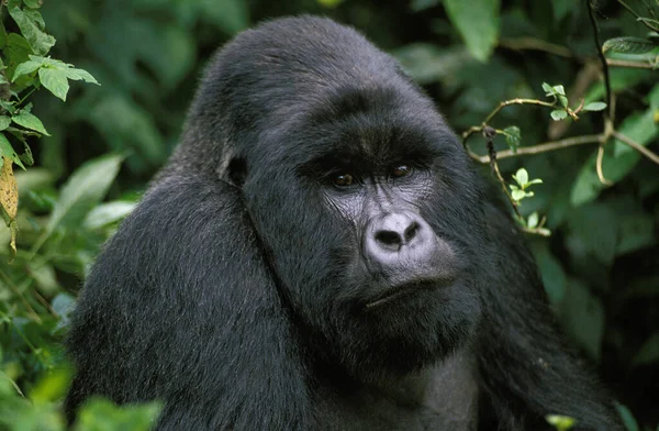Gorila Montaña Gorila Beringei Retrato Hombre Parque Virunga Ruanda — Foto de Stock