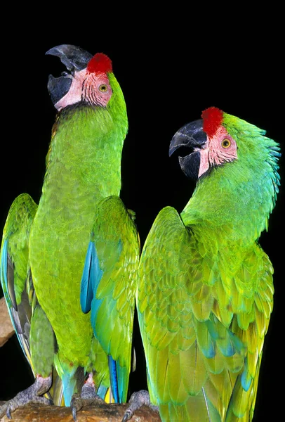 Military Macaw Ara Militaris Adults Black Background — Stock fotografie