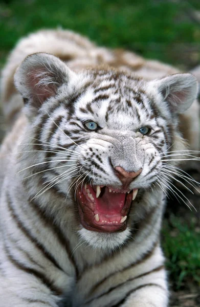 White Tiger Panthera Tigris Cub Snarling — Stock Photo, Image