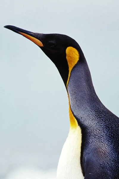 King Penguin Aptenodytes Patagonica Portrait Adult Colony Salisbury Plain Geórgia — Fotografia de Stock