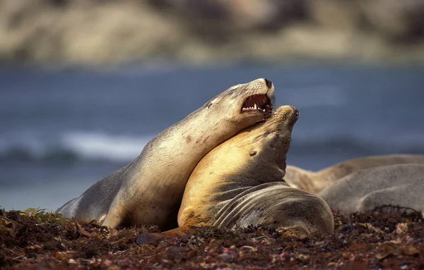 Australian Sea Lion Neophoca Cinerea Females Standing Beach Australia — 스톡 사진