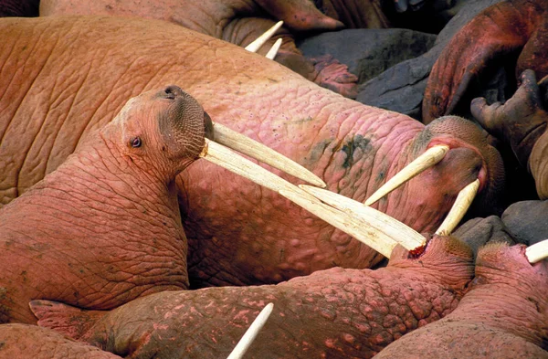 Walrus Odobenus Rosmarus Колония Скалах Круглый Остров Аляске — стоковое фото