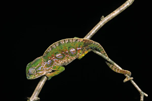 Las Madagaskar Chameleon Furcifer Campani Dorosły Stojący Gałęzi Czarnym Tle — Zdjęcie stockowe