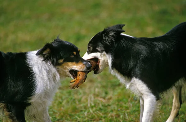 Συνοριακός Σκύλος Collie Παίζει Ραβδί Του Ξύλου — Φωτογραφία Αρχείου