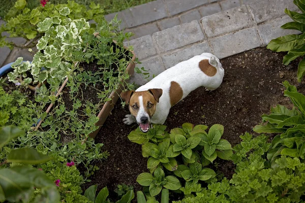 Jack Russell Terrier Jardim — Fotografia de Stock