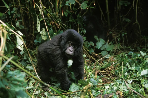 Gorila Montaña Gorila Beringei Joven Parque Virunga Ruanda — Foto de Stock