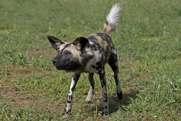 Africano Selvagem Cão Lycaon Pictus Namíbia — Fotografia de Stock