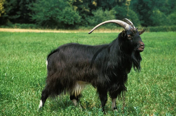 Poitevine Goat Una Razza Caprina Domestica Francese Billy Goat — Foto Stock
