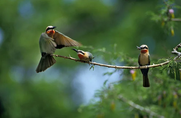 White Fronted Bee Eater Merops Bullockoides Adults Standing Branch Kenya — Stock Photo, Image