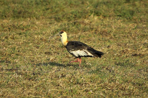 Buff Necked Ibis Theristicus Caudatus Erwachsene Die Auf Gras Gehen — Stockfoto