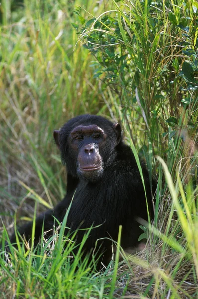 Шимпанзе Пантроглодиты Взрослые Стоящие Длинной Траве — стоковое фото