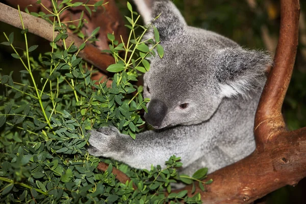 Koala Phascolarctos Cinereus Mężczyzna Siedzący Gałęzi — Zdjęcie stockowe