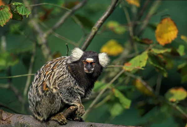 Κοινό Marmoset Callithrix Jacchus Ενηλίκων Που Στέκεται Στον Κλάδο — Φωτογραφία Αρχείου