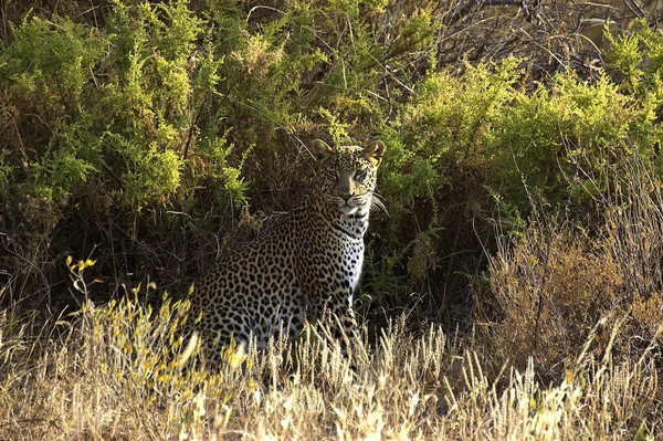 Leopárd Panthera Pardus Felnőtt Ülés Masai Mara Park Kenyában — Stock Fotó