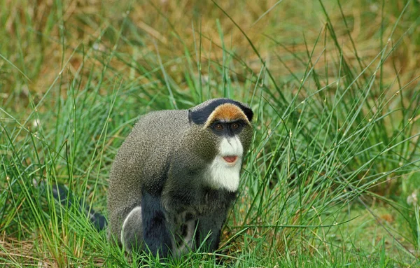 Brazza Monkey Cercopithecus Neglectus Man Zit Lang Gras — Stockfoto