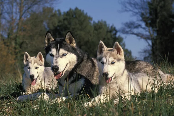 Husky Siberiano Mãe Com Filhote Cachorro Deitado Grama — Fotografia de Stock