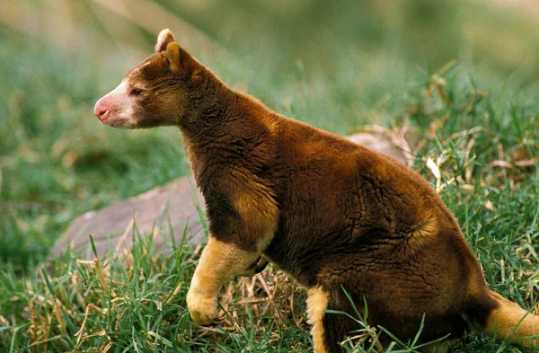 Matschie Tree Kangaroo Dendrolagus Matschiei Vuxen Stående Gräs — Stockfoto