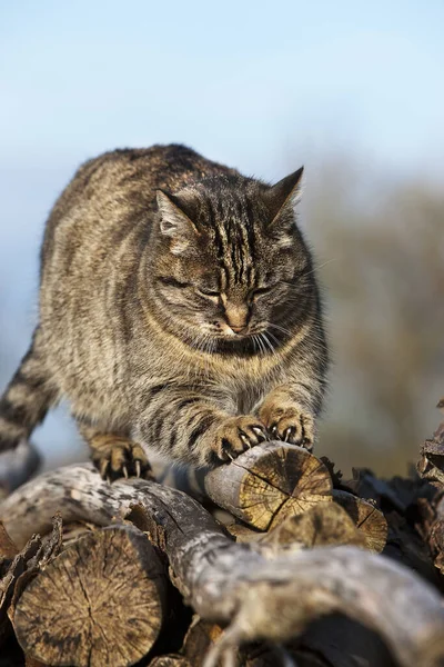 Brown Tabby Domestic Cat Female Sharpening Claws Stack Wood Нормандия — стоковое фото