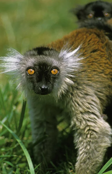 Lemur Preto Macaco Eulemur Feminino — Fotografia de Stock
