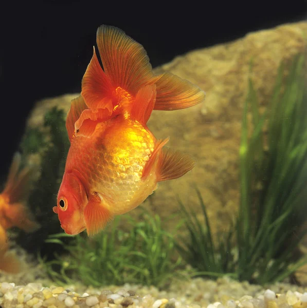 Dourado Carassius Auratus Peixes Aquário — Fotografia de Stock