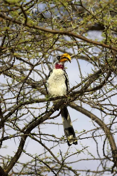 Yellow Billed Hornbill Tockus Flavirostris Man Neergestreken Acacia Tree Masai — Stockfoto