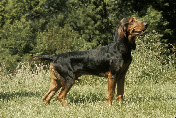 Jura Nebo Bruno Hound Švýcarské Plemeno — Stock fotografie