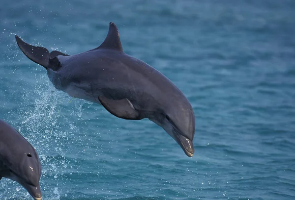 Bottlenose Dolphin Tursiops Truncatus Adult Leaping Honduras — стокове фото