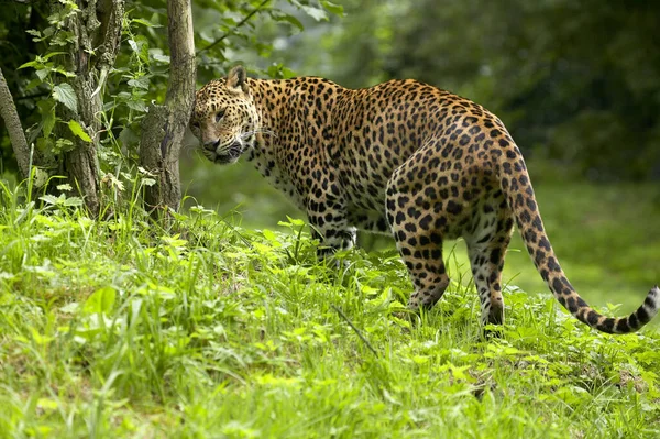 Sri Lankaanse Luipaard Panthera Pardus Kotiya — Stockfoto