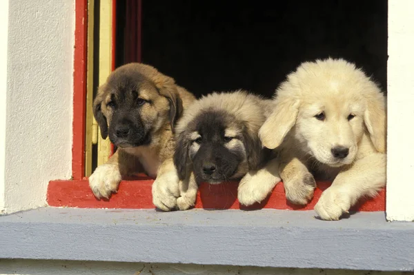 Anatolische Herder Hond Pup Bij Window — Stockfoto
