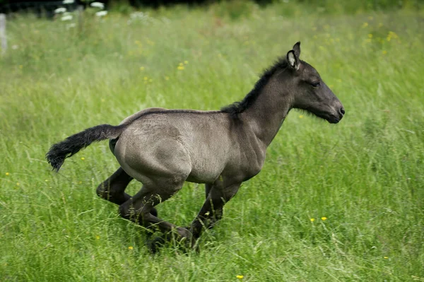 牧草地を駆け抜ける子馬 — ストック写真