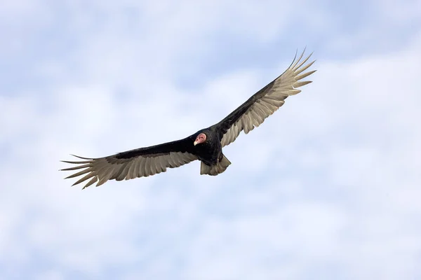 Buitre Turquía Cathartes Aura Adulto Vuelo Parque Nacional Paracas Perú — Foto de Stock