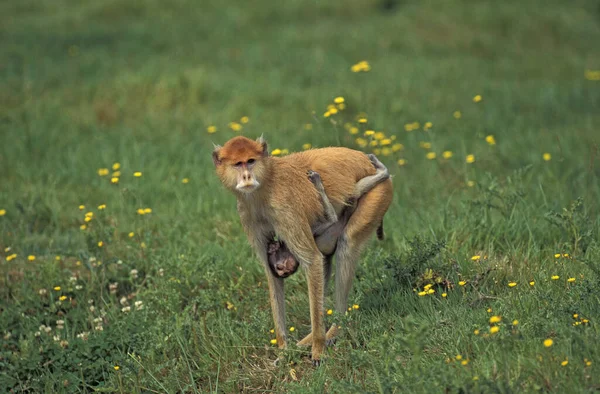 Patas Monkey Erythrocebus Patas Mãe Carregando Jovem — Fotografia de Stock