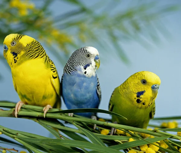 Budgerigar Melopsittacus Undulatus Група Стоїть Гілці Мімоса — стокове фото