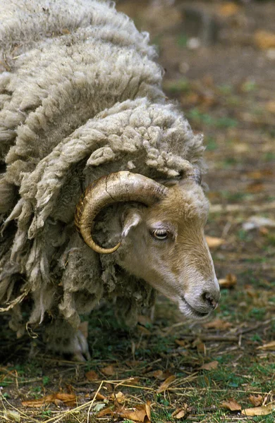 Manech Tete Rousse Pecore Domestiche Una Razza Francese Ariete — Foto Stock