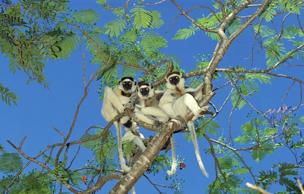 Verreaux Sifaka Propithecus Verreauxi Grupo Pie Tree Reserva Berent Madagascar —  Fotos de Stock