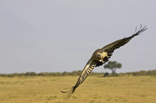 African White Backed Vulture Gyps Africanus Adult Flight Masai Mara — Stock Photo, Image