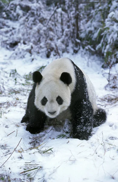 中国卧龙保护区大熊猫 黑龙江省黑龙江省 雪地上的成年坐骑素 — 图库照片