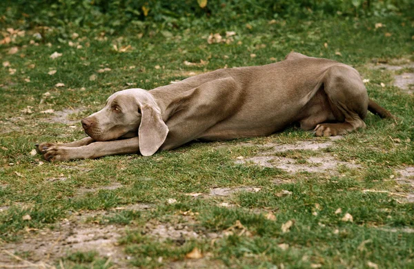 Weimar Pointer Dog Masculino Dormindo Grama — Fotografia de Stock