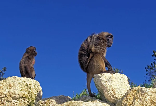 암수가 개코원숭이 — 스톡 사진